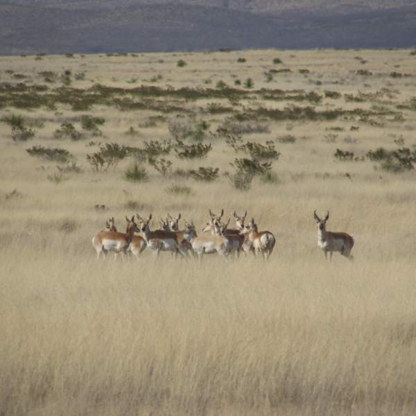 Gobierno de Sonora impulsa conservación de fauna silvestre en pastizales chihuahuenses: UES